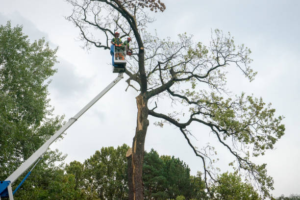 Best Tree and Shrub Care  in Eureka, KS